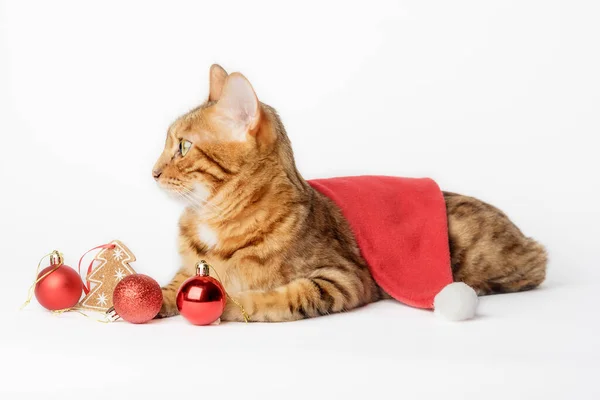 Ingefära Katt Santa Hatt Och Juldekorationer Isolerad Bakgrunden Jul Och — Stockfoto