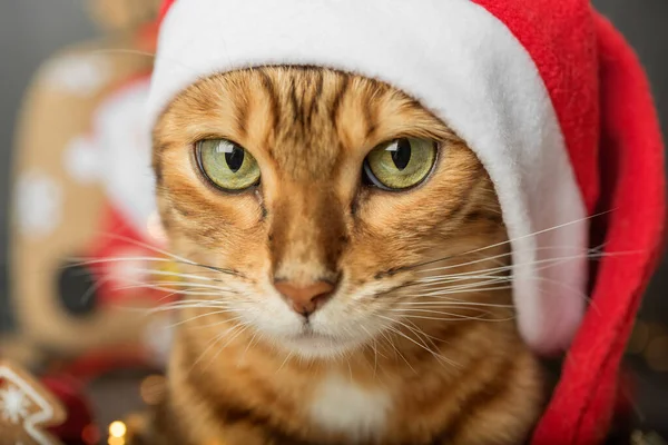 Cabeza Gato Sombrero Santa Sobre Fondo Oscuro Vista Frontal — Foto de Stock