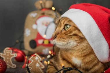 Karanlık bir arka planda, Noel Baba şapkalı bir kedinin kafası. Yan görünüm.