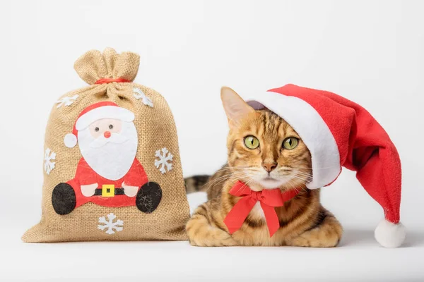 Gato Bengala Con Una Bolsa Regalos Aislados Concepto Navidad Año — Foto de Stock