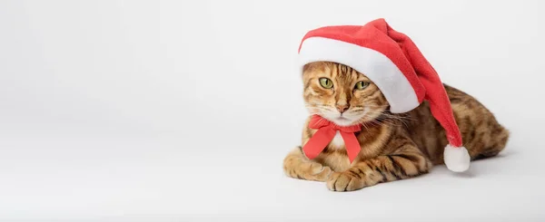 Рождественская Кошка Красной Шляпе Санта Клауса Белом Фоне Копирование Пространства — стоковое фото