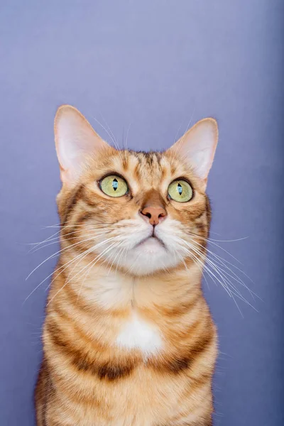 Gato Puro Sobre Fundo Azul Gato Está Isolado Retrato Gato — Fotografia de Stock