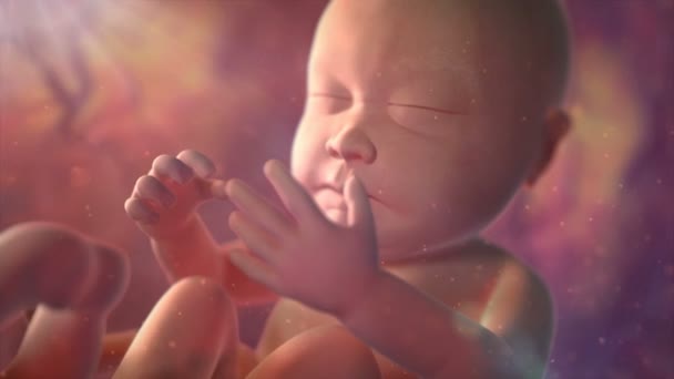 Fetus in womb — Stock Video