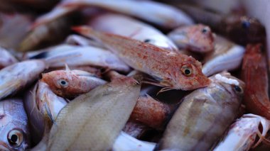 Arka planda taze balık var.