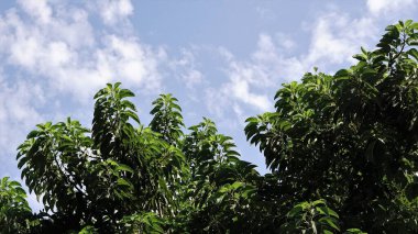 bulutlu gökyüzüne karşı yeşil ağaç tepesi