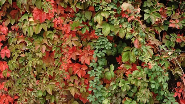 緑と赤の葉の背景は — ストック写真