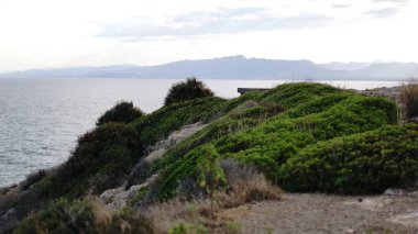 Denize karşı kıyıda çalılar