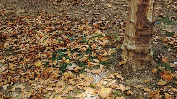 Сушеные Осенние Листья Деревьев Земле — стоковое фото