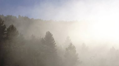 Sisli sisli çam ağaçları