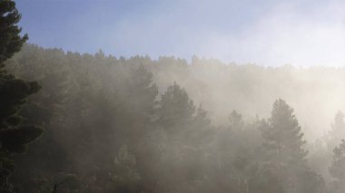 sisli çam ağaçları manzarası
