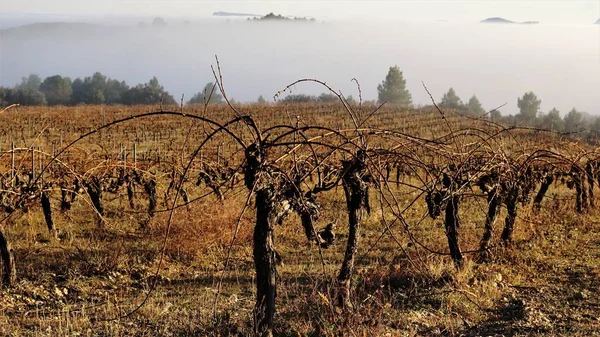 wine vines in the field in the fall