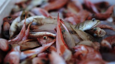 Arkadaki kutuda taze balık