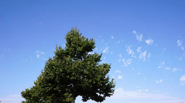 Tall Trädkronorna Mot Blå Himmel — Stockfoto