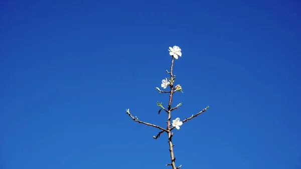 Blommande Mandel Träd Gren Mot Blå Himmel — Stockfoto