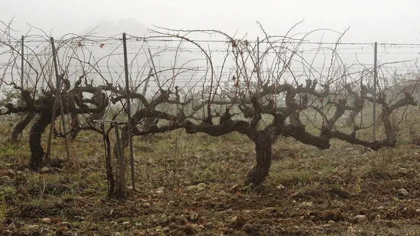 Winterwijn Wijngaarden Tussen Mist — Stockfoto