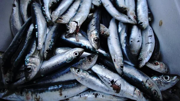 Fresh Catch Sardine Fish Стоковое Изображение