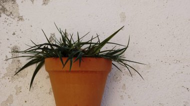 Beyaz bir duvara saksı koy.