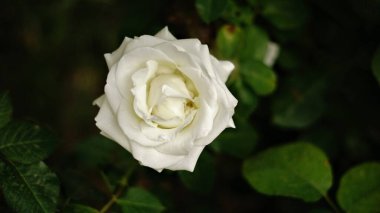 Beyaz gülün üst görünümü