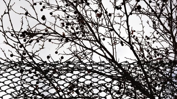 Gitter Silhouette Mit Baum — Stockfoto