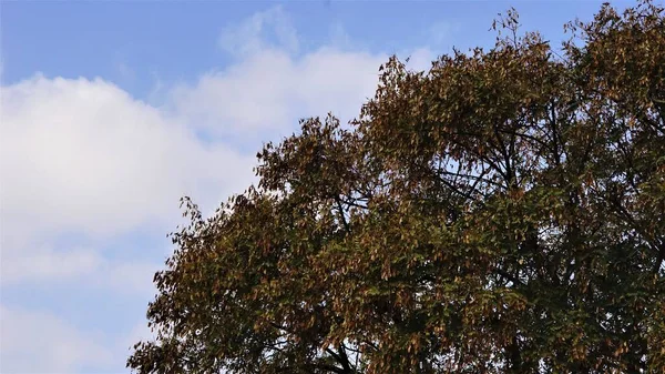 蓝天下的树梢 — 图库照片