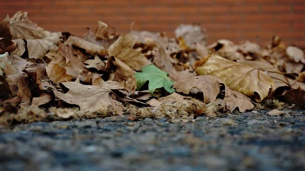 地上干枯的叶子作为背景 — 图库照片