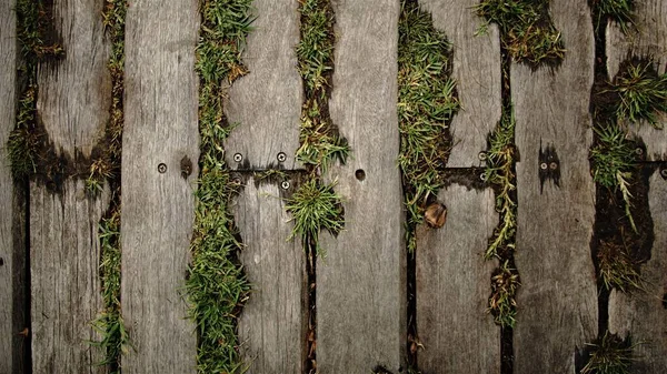 Kräuter Zwischen Holzplatten Als Hintergrund — Stockfoto