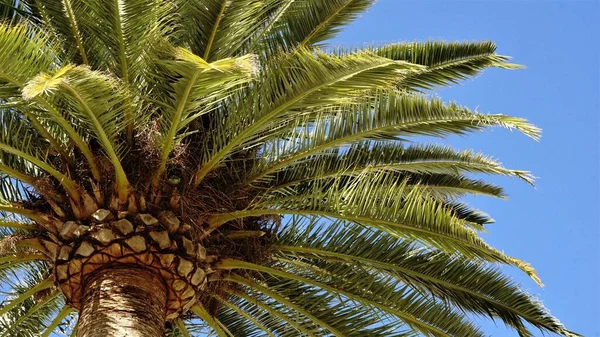 Пальма Против Голубого Неба — стоковое фото