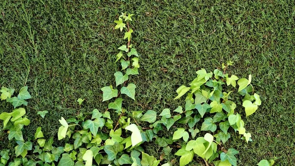 Pianta Rampicante Cespuglio Verde Come Sfondo — Foto Stock