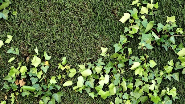 Pianta Rampicante Cespuglio Verde Come Sfondo — Foto Stock