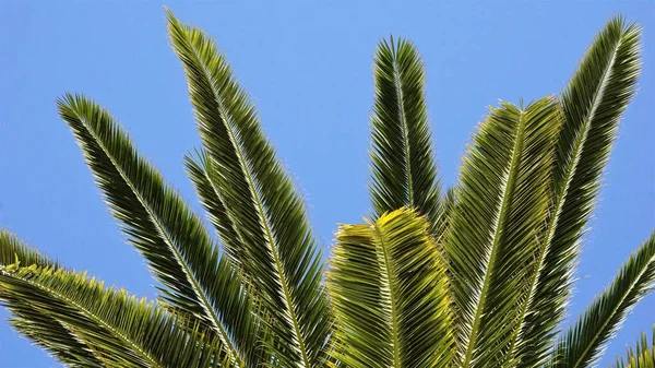 Palmové Listy Proti Obloze — Stock fotografie