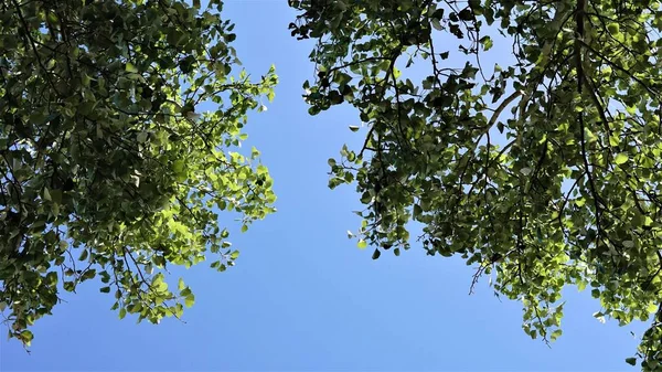 Cima Árbol Contra Cielo Azul — Foto de Stock