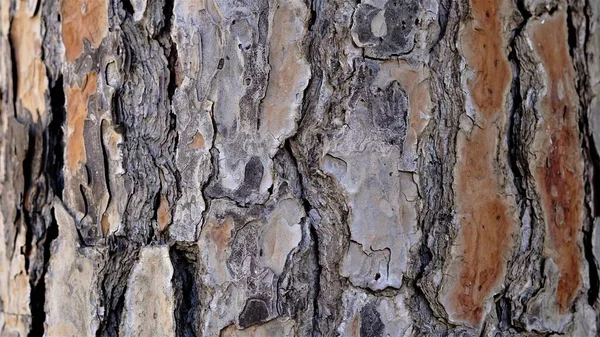 Kiefernrindenstruktur Als Hintergrund — Stockfoto