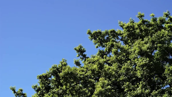 Strom Baldachýn Proti Modré Obloze Jako Pozadí — Stock fotografie