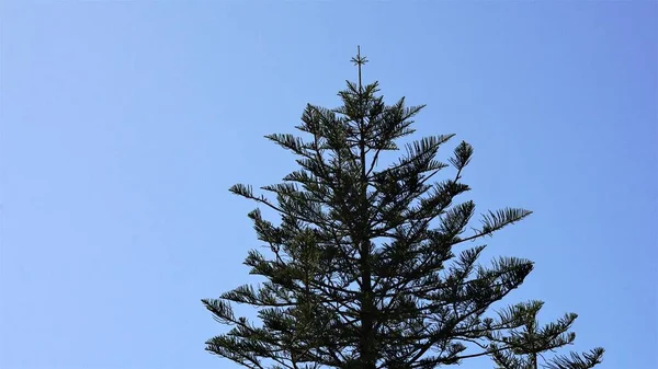 Gran Träd Mot Den Blå Himlen — Stockfoto