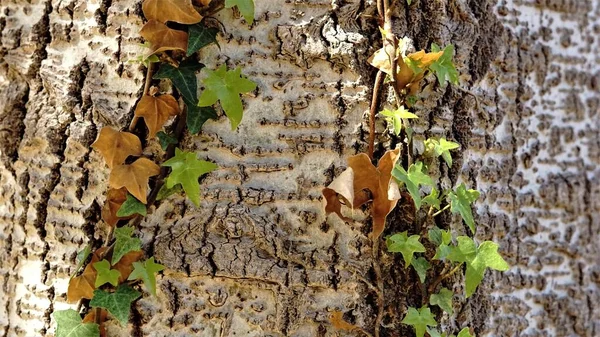 Climbing Plant Tree Bark Background — Stock Photo, Image