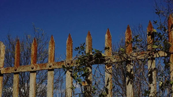 Cerca Oxidada Con Planta Trepadora Contra Cielo —  Fotos de Stock