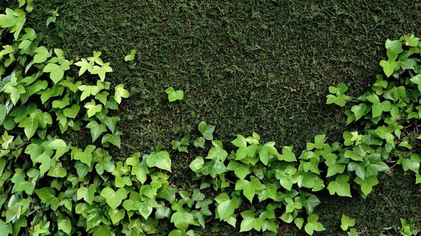 Çimen Arka Planda Bitki Tırmanışı — Stok fotoğraf