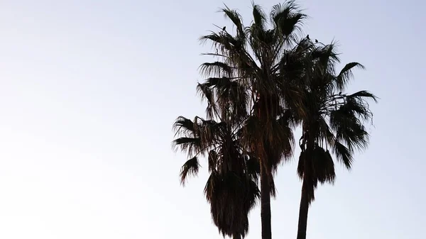 Palm Tree Silhouette Birds Sky — Stock Photo, Image