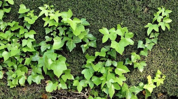 Climbing Plant Green Background — Stock Photo, Image