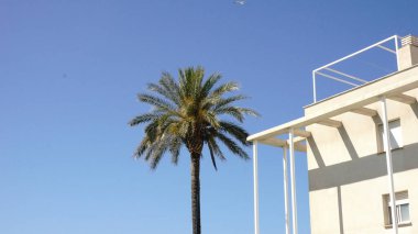 Palmiye ağacı ve gökyüzüne karşı beyaz bina cephesi