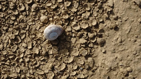 カタツムリを背景にした乾燥した地面 ロイヤリティフリーのストック写真