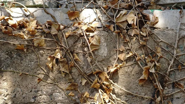 Dry Climbing Plant Background — Stok fotoğraf