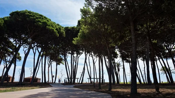 çam ağaçları deniz kenarında