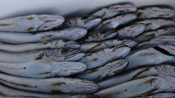 Freshly Caught Fish Box — Foto Stock