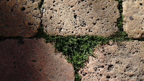街上石瓦之间的草药 — 图库照片