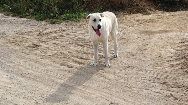 Perro Camino Campo —  Fotos de Stock