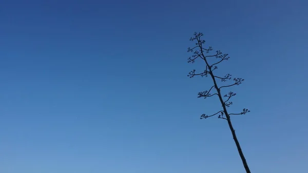 青い空から植物を遠ざけて — ストック写真