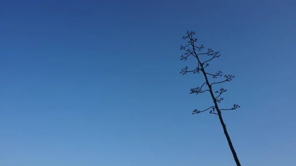 Agave Växt Mot Den Blå Himlen — Stockfoto