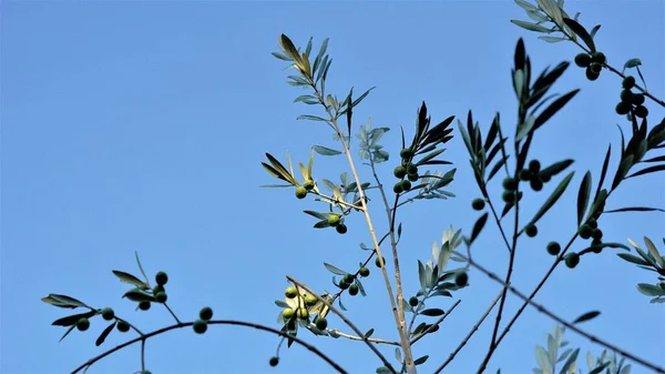 橄榄枝上的橄榄为背景 — 图库照片
