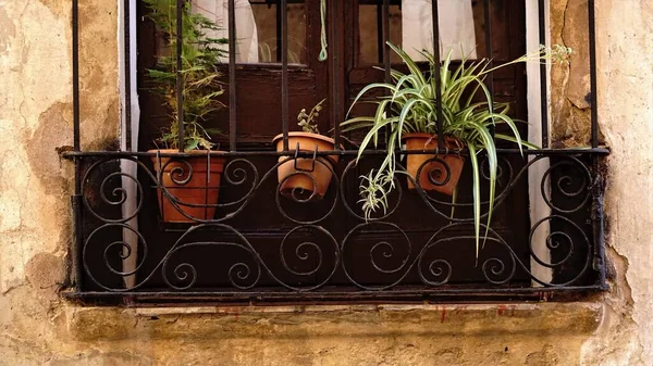 Potted Plants Balcony — Stock Photo, Image